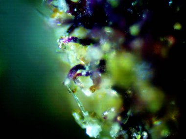 Mor limon fotoğraflı kenevir