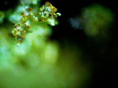 Mor limon fotoğraflı kenevir