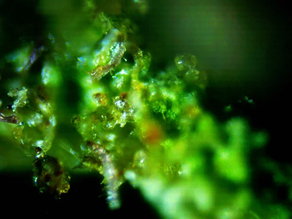 Cannabis Roxo Limão Foto — Fotografia de Stock