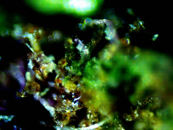 Mor limon fotoğraflı kenevir