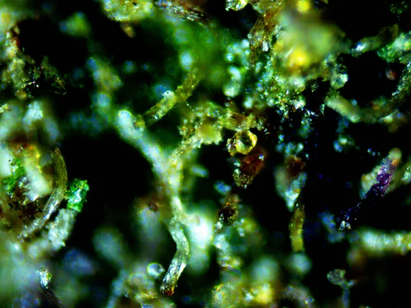 Marihuana Fioletowy Cytryna Zdjęcie — Zdjęcie stockowe
