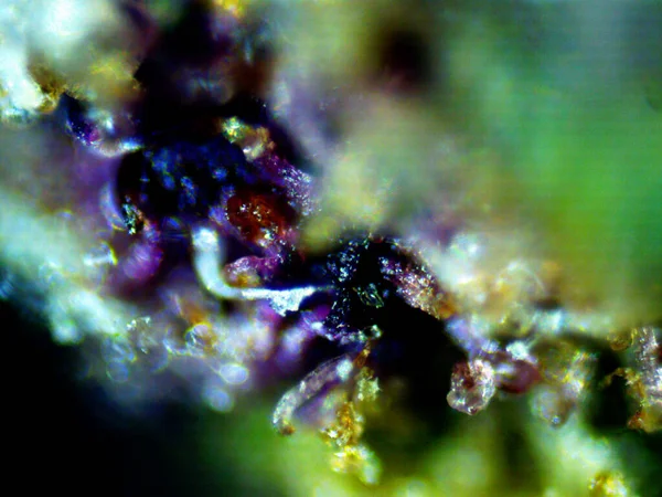 Cannabis Viola Limone Foto — Foto Stock