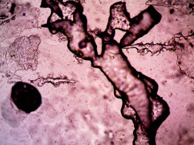 Mikroskop lavenhuk, ev yapımı kristallerin fotoğrafı.