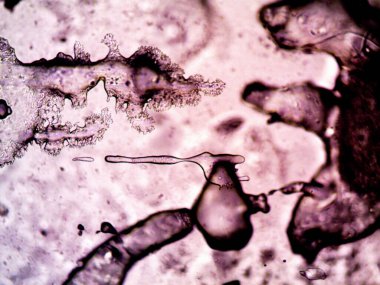 Mikroskop lavenhuk, ev yapımı kristallerin fotoğrafı.