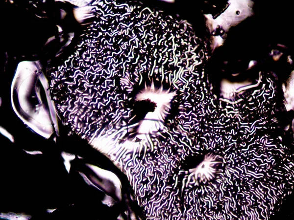 Mikroskop lavenhuk, ev yapımı kristallerin fotoğrafı.