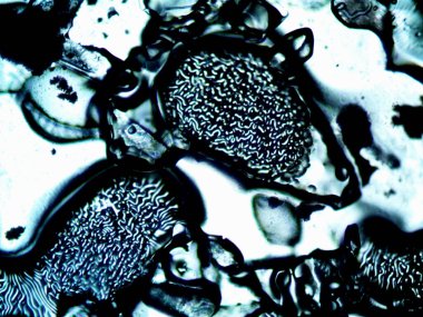 Mikroskop lavenhuk, ev yapımı kristallerin fotoğrafı.