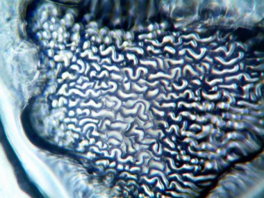 Mikroskop lavenhuk, ev yapımı kristallerin fotoğrafı.