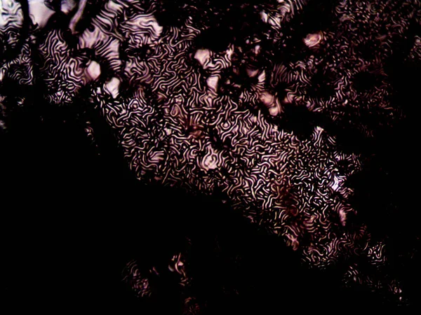 Mikroskop lavenhuk, ev yapımı kristallerin fotoğrafı.