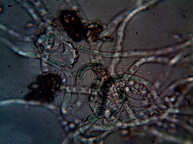 mikroorganizma, küçük yaprak kalıbında.