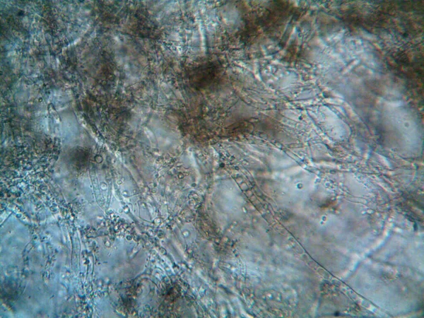 Mikroorganismen Auf Kleiner Blattform — Stockfoto