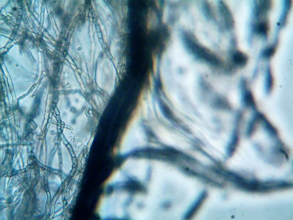 Mikroorganismen Auf Kleiner Blattform — Stockfoto