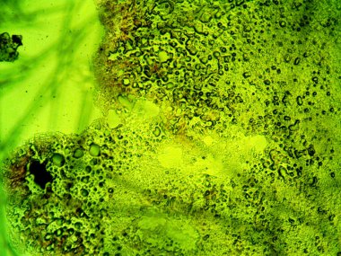 Mikroskop lavenhuk, ev yapımı kristallerin fotoğrafı.