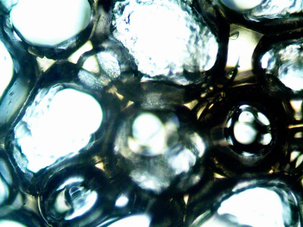 Cannabis Thc Cbd Photo Made Microscope — 스톡 사진