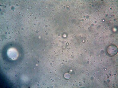 Mikroskop tarafından yapılmış kenevir thc cbd fotoğrafı