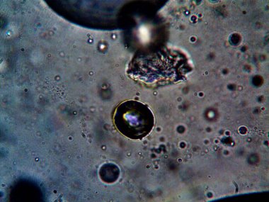 Mikroskop tarafından yapılmış kenevir thc cbd fotoğrafı