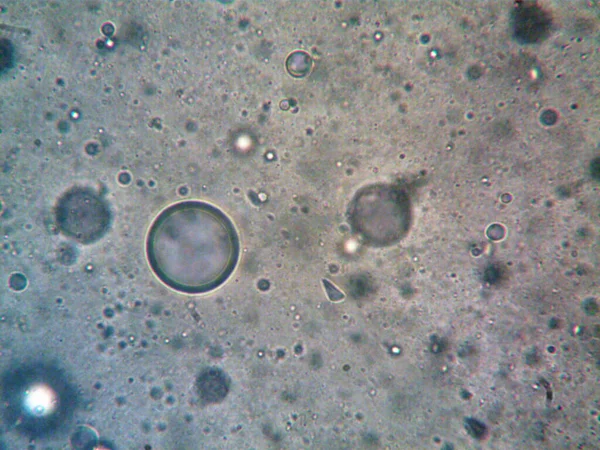 Cannetthc Cbd Фото Сделанное Microscope — стоковое фото