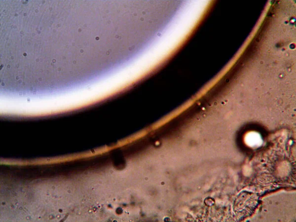 Mikroskop tarafından yapılmış kenevir thc cbd fotoğrafı