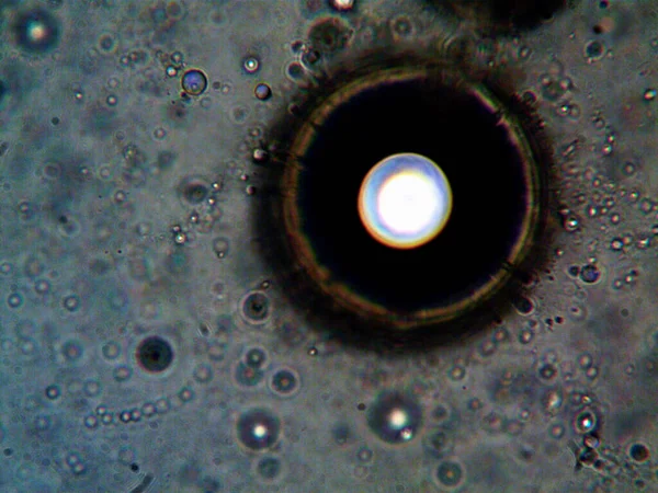 Cannabis Thc Cbd Foto Gemaakt Door Microscoop — Stockfoto