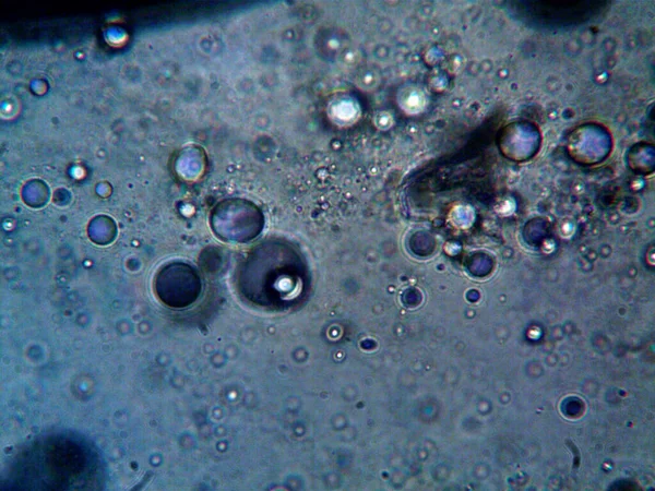Cannabis Thc Cbd Photo Made Microscope — Stock Photo, Image