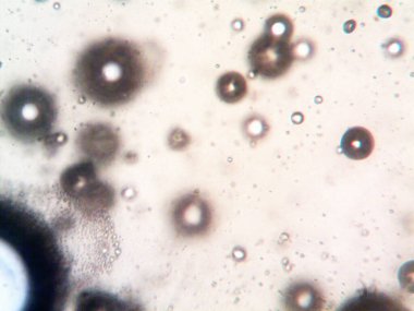 Mikroskop tarafından yapılmış kenevir thc cbd fotoğrafı