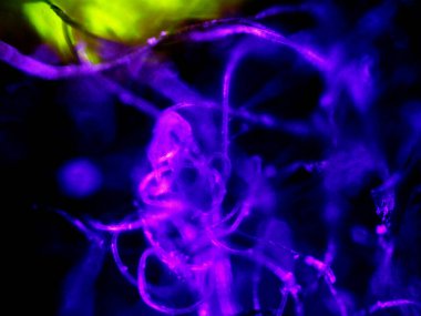 Mikroskop tarafından yapılmış kenevir thc cbd fotoğrafı