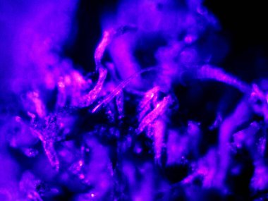 Mikroskop tarafından yapılmış kenevir thc cbd fotoğrafı