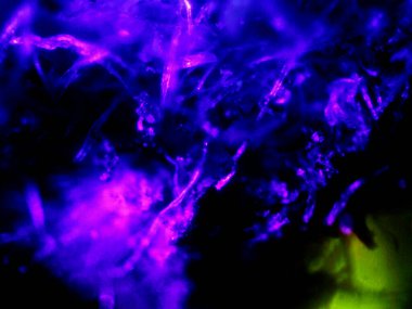 Mikroskop tarafından yapılmış kenevir thc cbd fotoğrafı