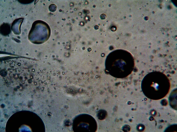 Cannabis Φωτογραφία Cbd Γίνεται Μικροσκόπιο — Φωτογραφία Αρχείου