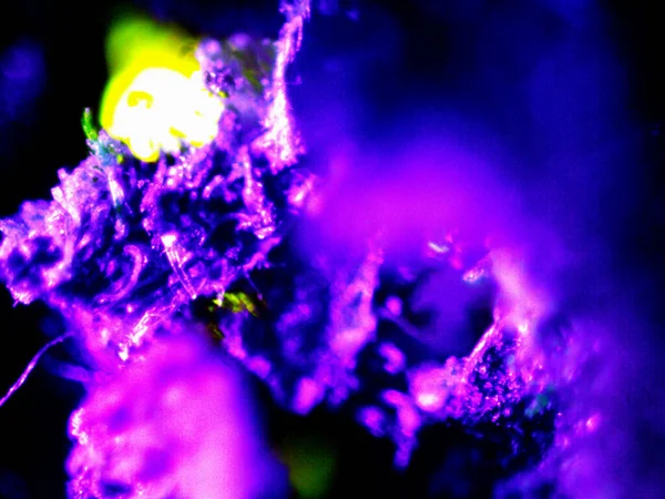 Cannabis Thc Cbd Fotó Által Mikroszkóp — Stock Fotó