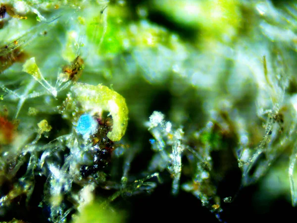 Cannabis Thc Cbd Foto Hecha Por Microscopio — Foto de Stock