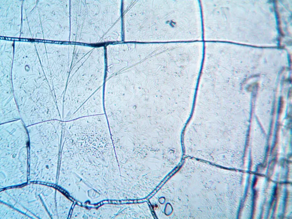 Microscopio Lavenhuk Foto Cristalli Fatti Casa — Foto Stock