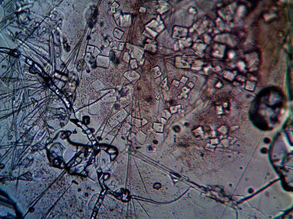 Lawenda Mikroskopowa Zdjęcie Kryształów Domowej Roboty — Zdjęcie stockowe