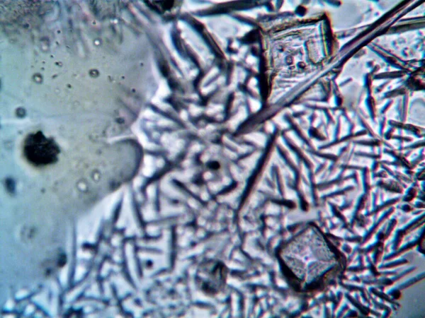 Microscopio Lavenhuk Foto Cristales Caseros — Foto de Stock