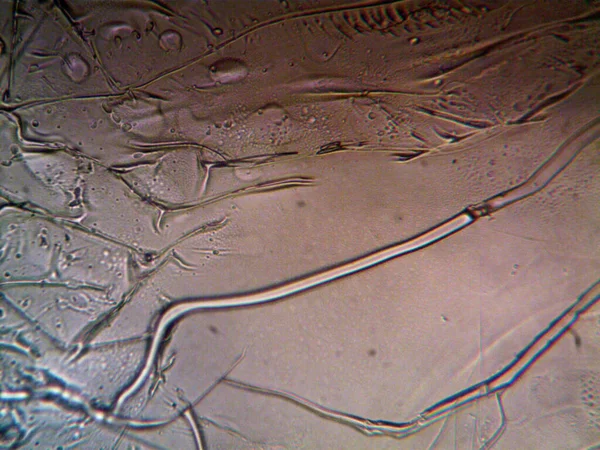 Microscoop Lavenhuk Foto Van Zelfgemaakte Kristallen — Stockfoto