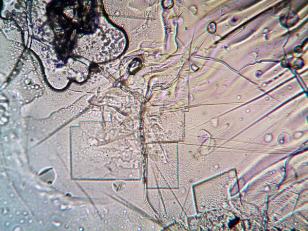 Microscópio Lavenhuk Foto Cristais Caseiros — Fotografia de Stock