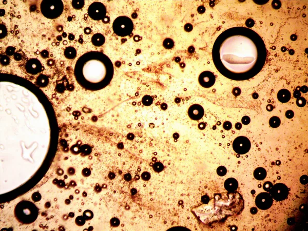 Microorganism Photo Made Microscope — 스톡 사진
