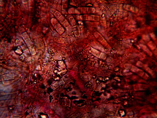 Foto Microrganismo Feita Pelo Microscópio — Fotografia de Stock