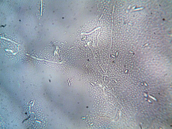Mikroorganizma Fotoğrafı Mikroskopla Yapıldı — Stok fotoğraf