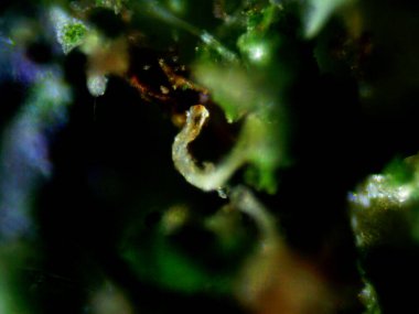 Mor limon mikroskobu fotoğrafı.