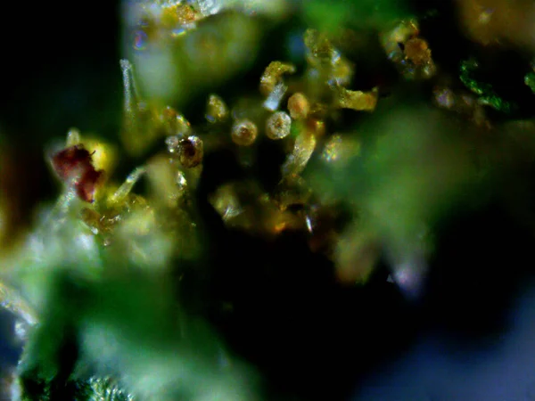 Purple Lemon Microscope Photo — Stock Photo, Image