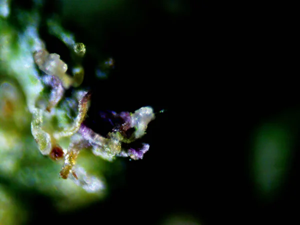 Fioletowy Mikroskop Cytrynowy Zdjęcie — Zdjęcie stockowe