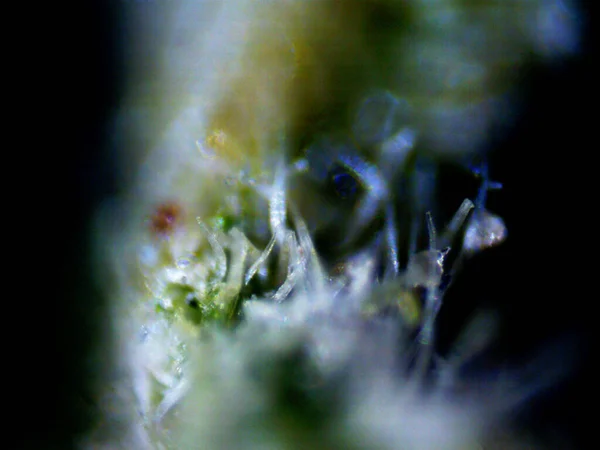 Roxo Microscópio Limão Foto — Fotografia de Stock