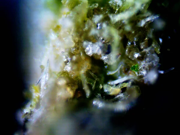 咖啡因紫色柠檬显微镜照片 — 图库照片