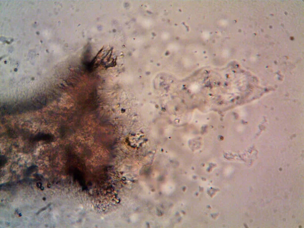 Mikroorganizmus Talált Cső Alatt Zuhany — Stock Fotó