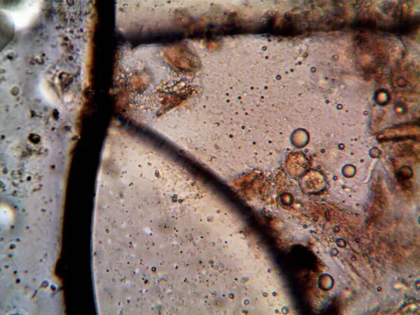 Mikroorganismen Rohr Unter Meiner Dusche Gefunden — Stockfoto