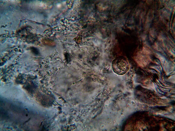 Natürliche Dinge Unter Dem Mikroskop Gesehen — Stockfoto