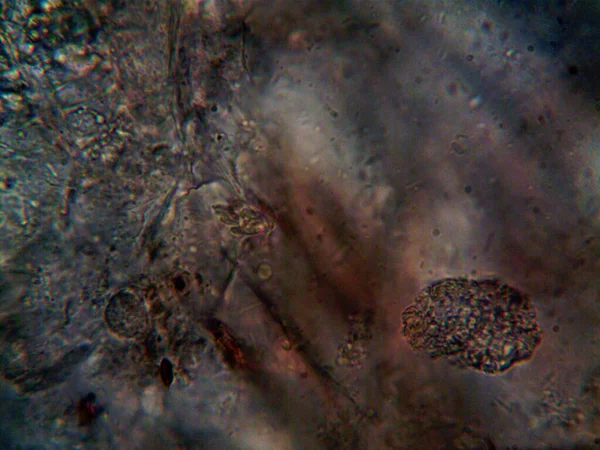 Mikroskopla Görülen Doğal Şeyler — Stok fotoğraf