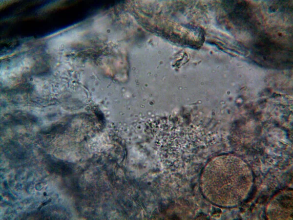 Mikroskopla Görülen Doğal Şeyler — Stok fotoğraf