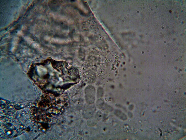 Cosas Naturales Vistas Por Microscopio —  Fotos de Stock