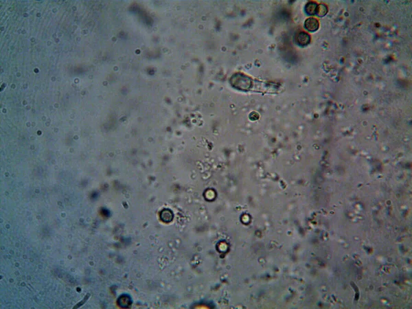 顕微鏡で見る自然物 — ストック写真